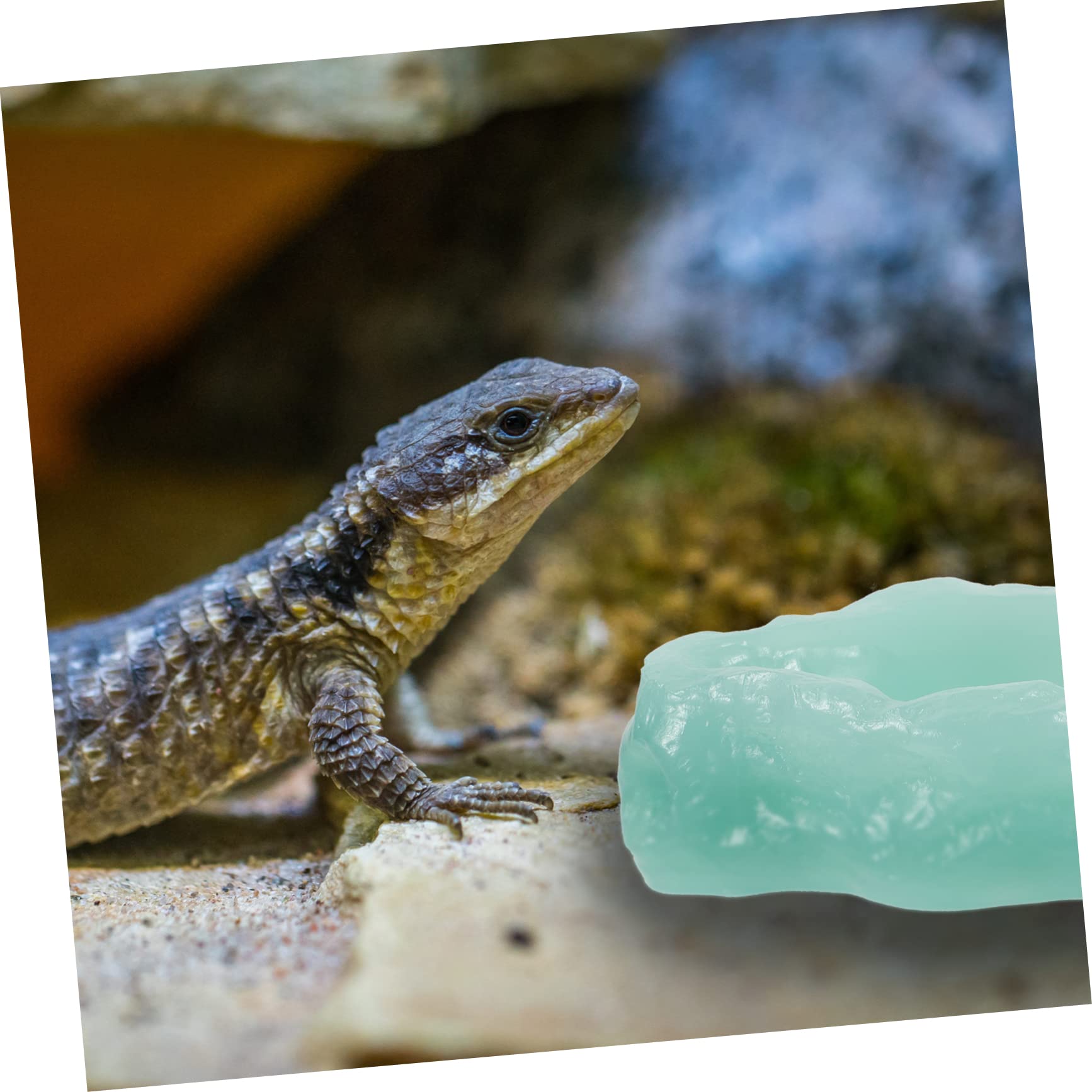 BCOATH Luminous Reptile Food Dish Decorative Feeding Bowl for Bearded Dragons Lizards and Pets Durable Design with Spill Structure Water and Food Container