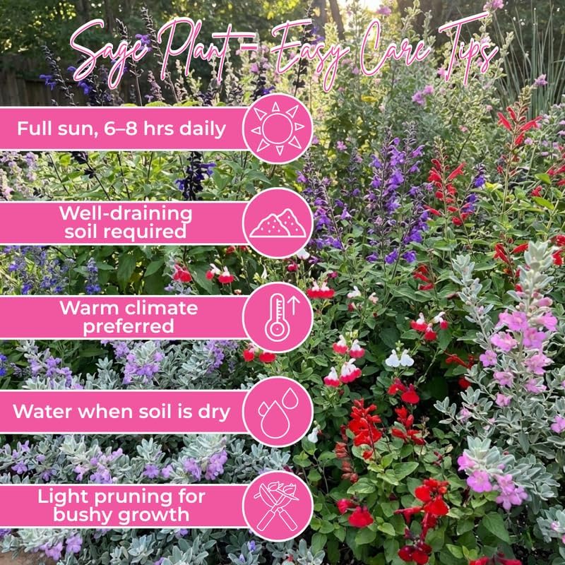 1 Outdoor Sage Salvia Live Plant, Salvia Bushes Size 4 to 8 Inches in Tall, No Pot (Blue Purple Sage)
