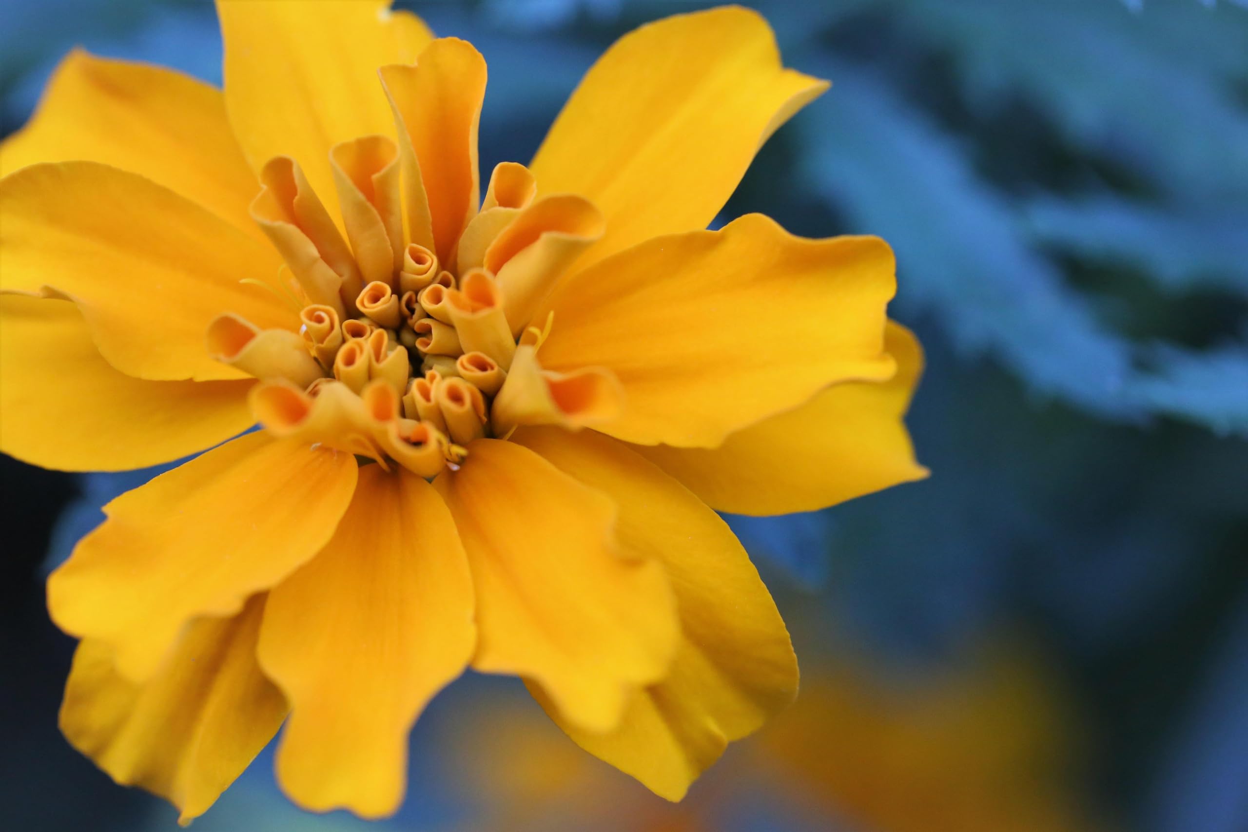 Tagetes (Tagetes patula). ´Abstehende Studentenblume´ Samen. (20000 Samen = 52,0g)