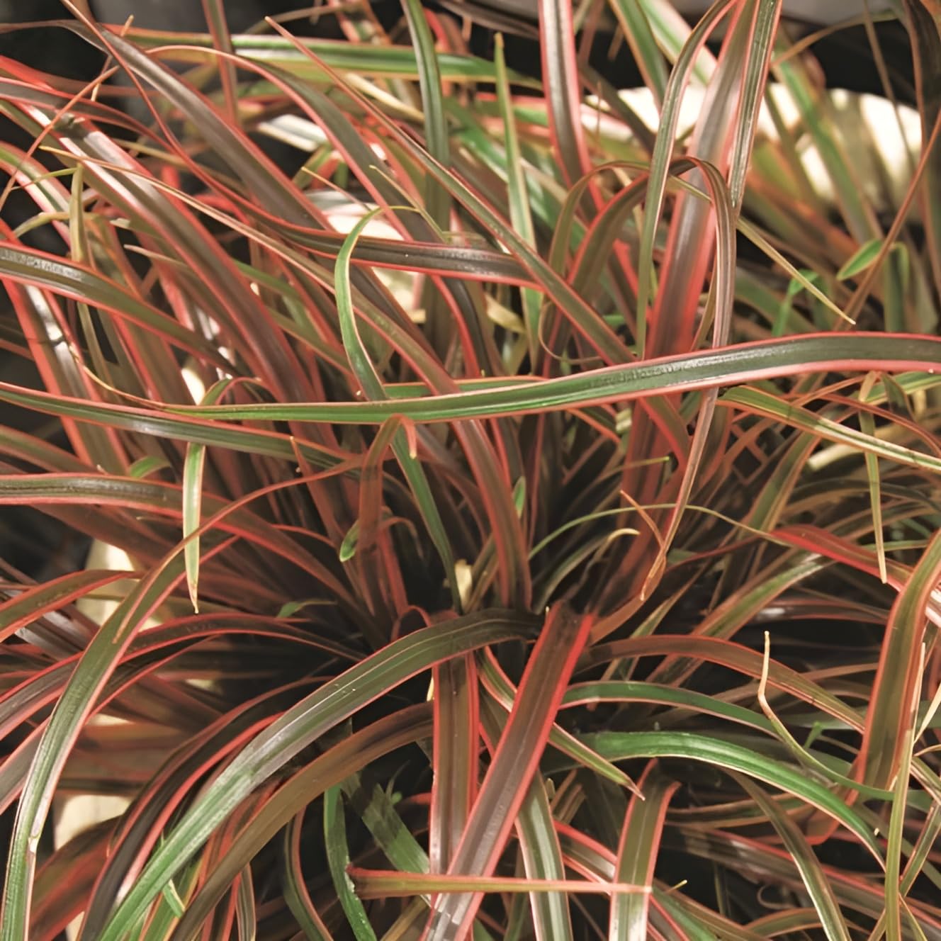 Stauden Gänge 10 x Uncinia rubra 'Everflame' Mahagonigras winterhart