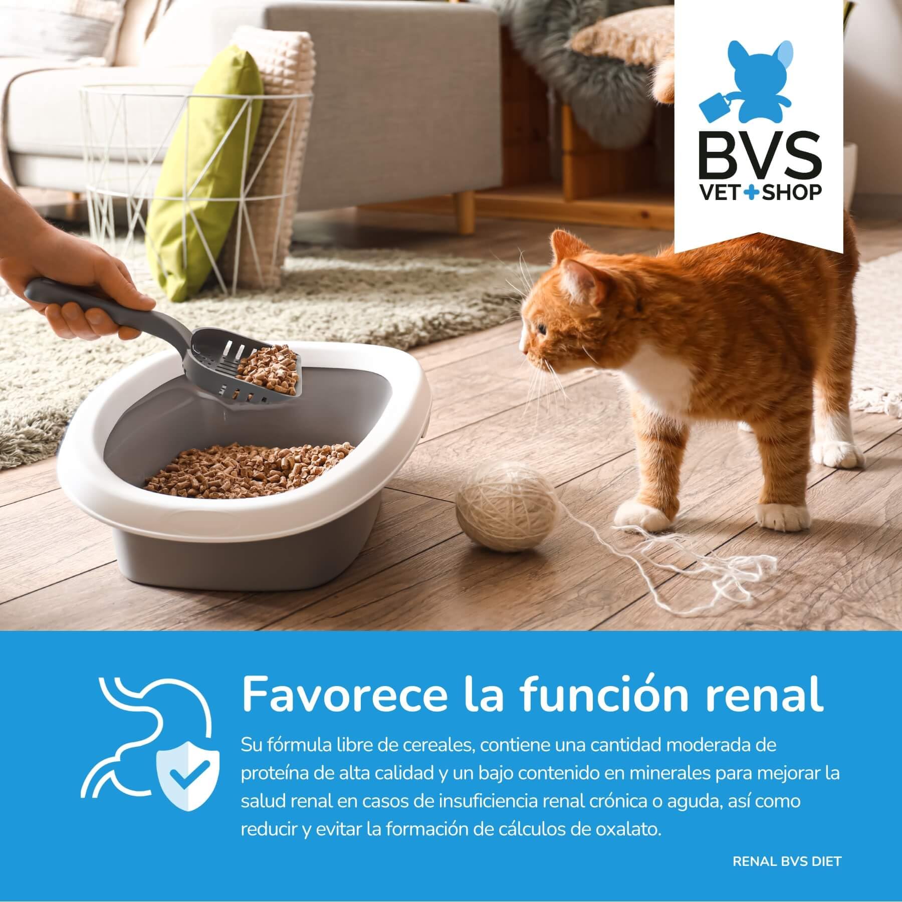 BVS Vet Shop | Diet Gato Renal Grain Free | para Gatos Adultos, sin Cereales destinado a favorecer la función renal | 8 kg