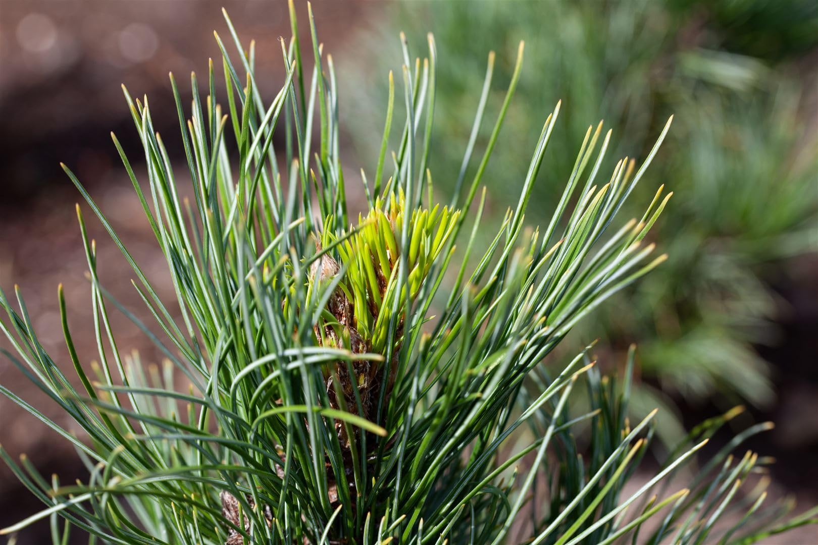 Zirbelkiefer Pinus cembra 50-60 cm Nadelbaum winterhart immergrün