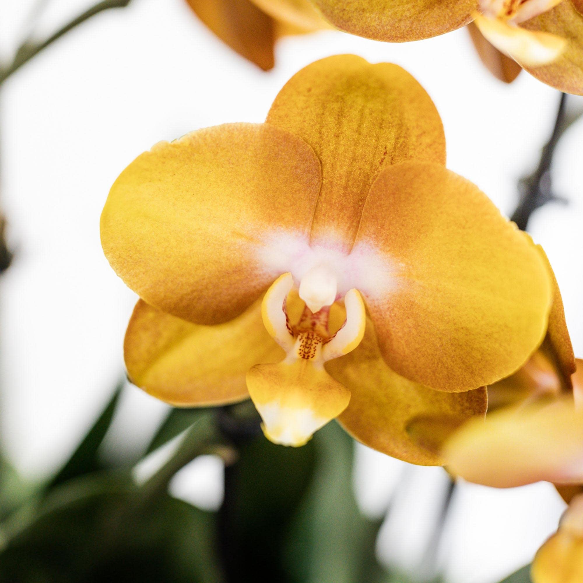 Kolibri Orchids Juego de orquídeas naranjas en cesta de algodón con depósito de agua, tres orquídeas naranjas Las Vegas, 12 cm, ramo mono naranja con depósito de agua autosuficiente.
