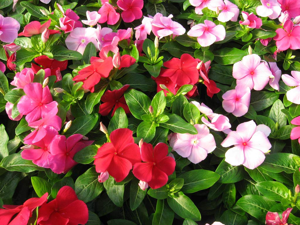 SHOP 360 GARDEN VINCA PACIFICA HYBRID MIX FLOWER SEEDS - PACK OF 20 SEEDS (B07NZ693QY) Amazon Price History, Amazon Price Tracker