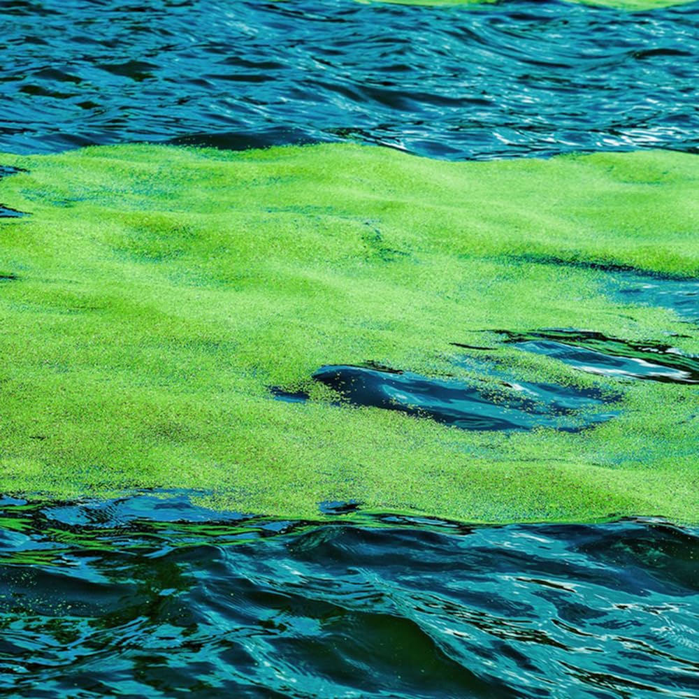 semi di lenticchia d'acqua (Lemna minor). lenticchia d'acqua per mini laghetto galleggianti da interno stagno, perenni medicinali 250pcs