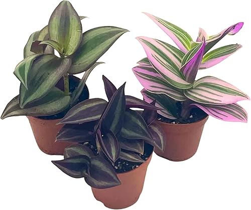 Surtido de judíos errantes, variedad Tradescantia, 2 pulgadas, juego de 3