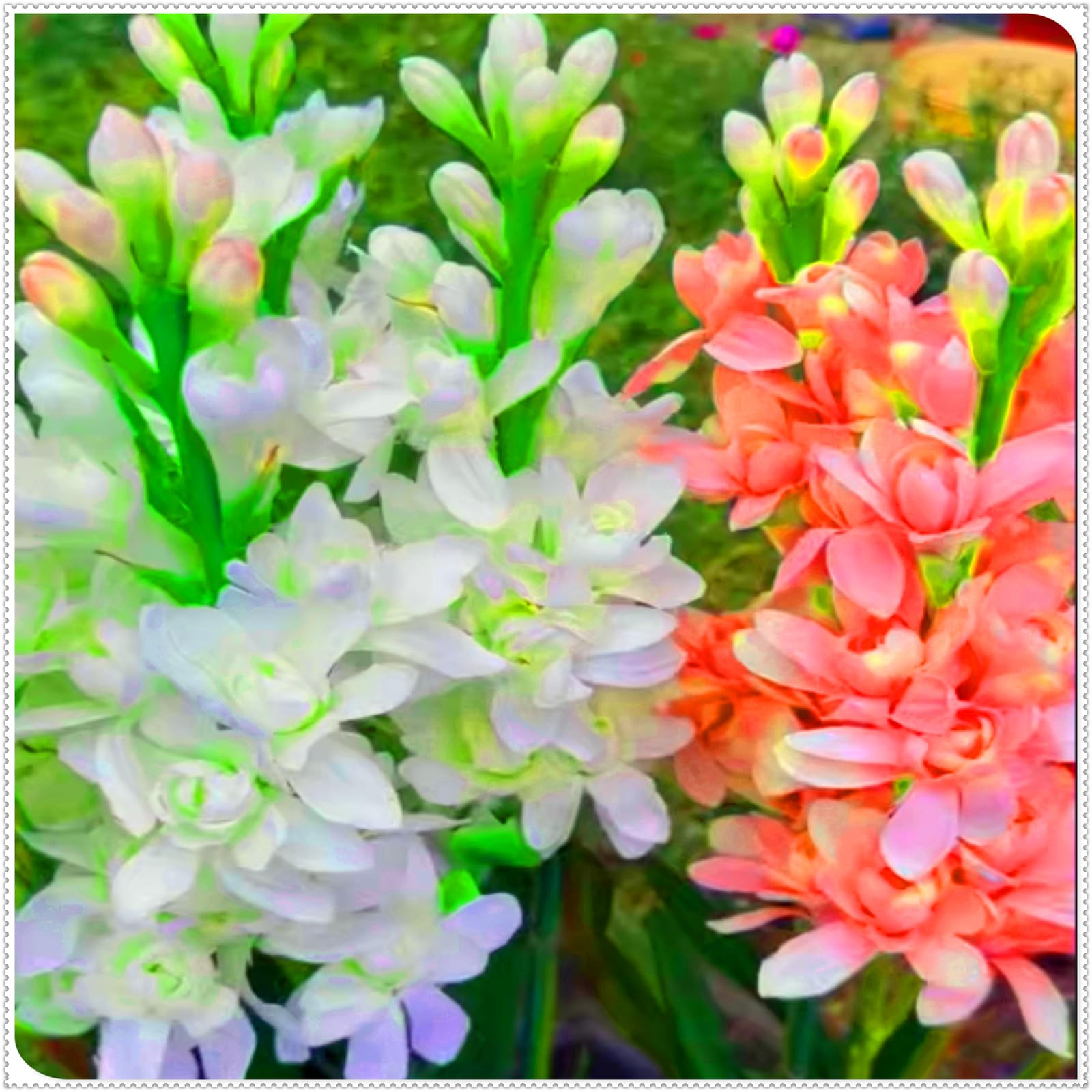 Brilliant Tuberose Bulbs, Hardy Perennial Bulbs, Stunning Garden Displays, Professionally Grown-4 Bulbs-B