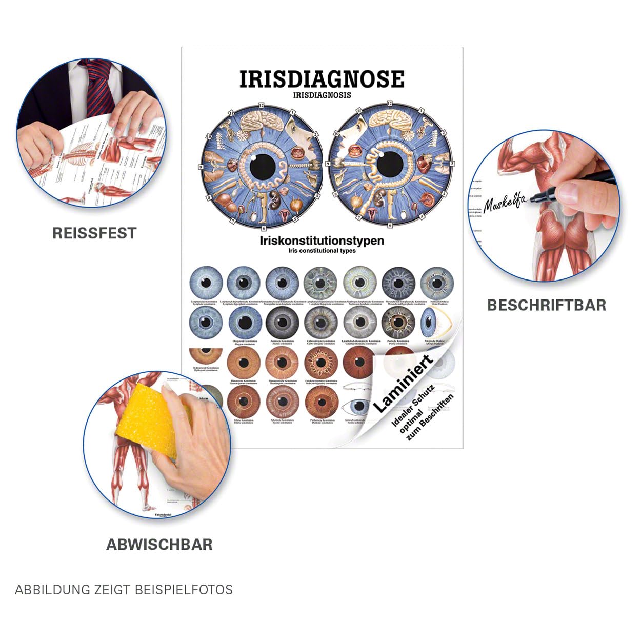 Irisdiagnose Poster Anatomie 70x50 cm medizinische Lehrmittel