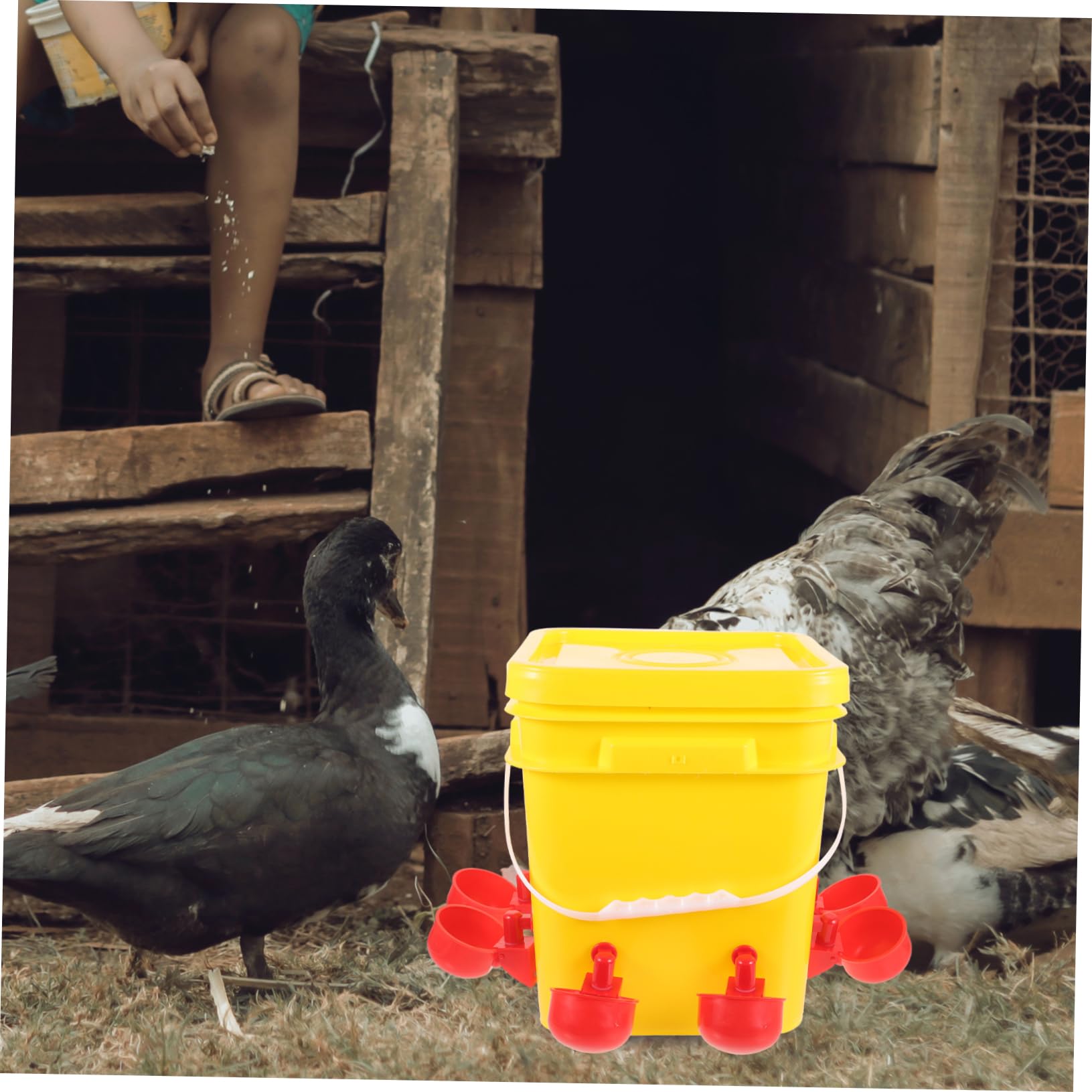 Sosoport Mangiatoia Per Pulcini in Contenitore Per Cibo Per Avicoli Portatile Forniture Per Allevamento Per Alimentazione Resistente e Facile Da Pulire