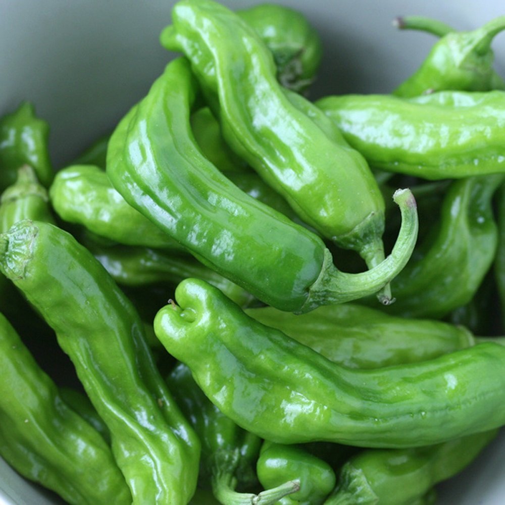Semi Green Leaf ®Japanese Shishito Pepper 50+
