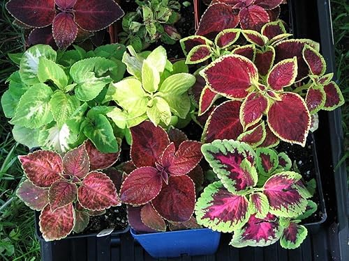 Miniatura 8 de Coleus Blumei Mix Seeds Flores anuales hermosas para plantar 100 semillas sin OMG