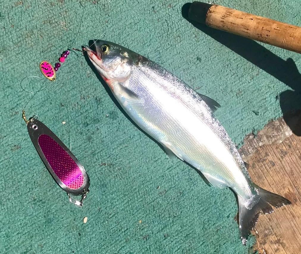 Kokanee Dodgers (4): Gold Medal HC Assmnt