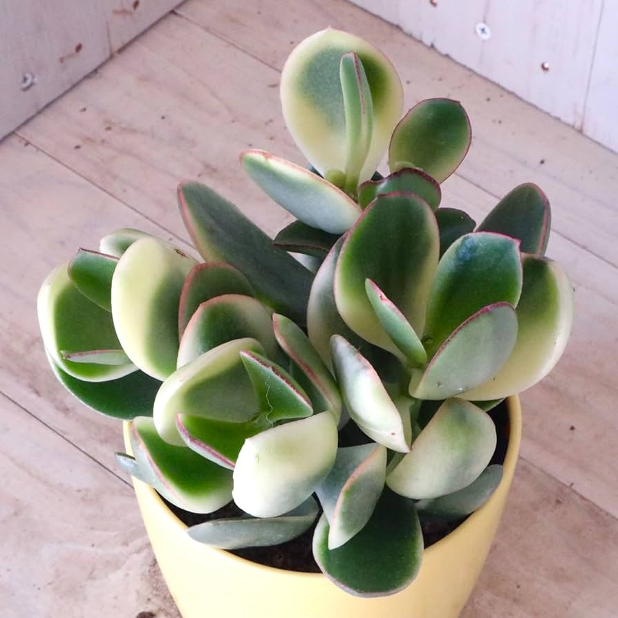 Amazon.co.jp: 斑入り 花月 金のなる木 多肉植物 1鉢 : DIY・工具