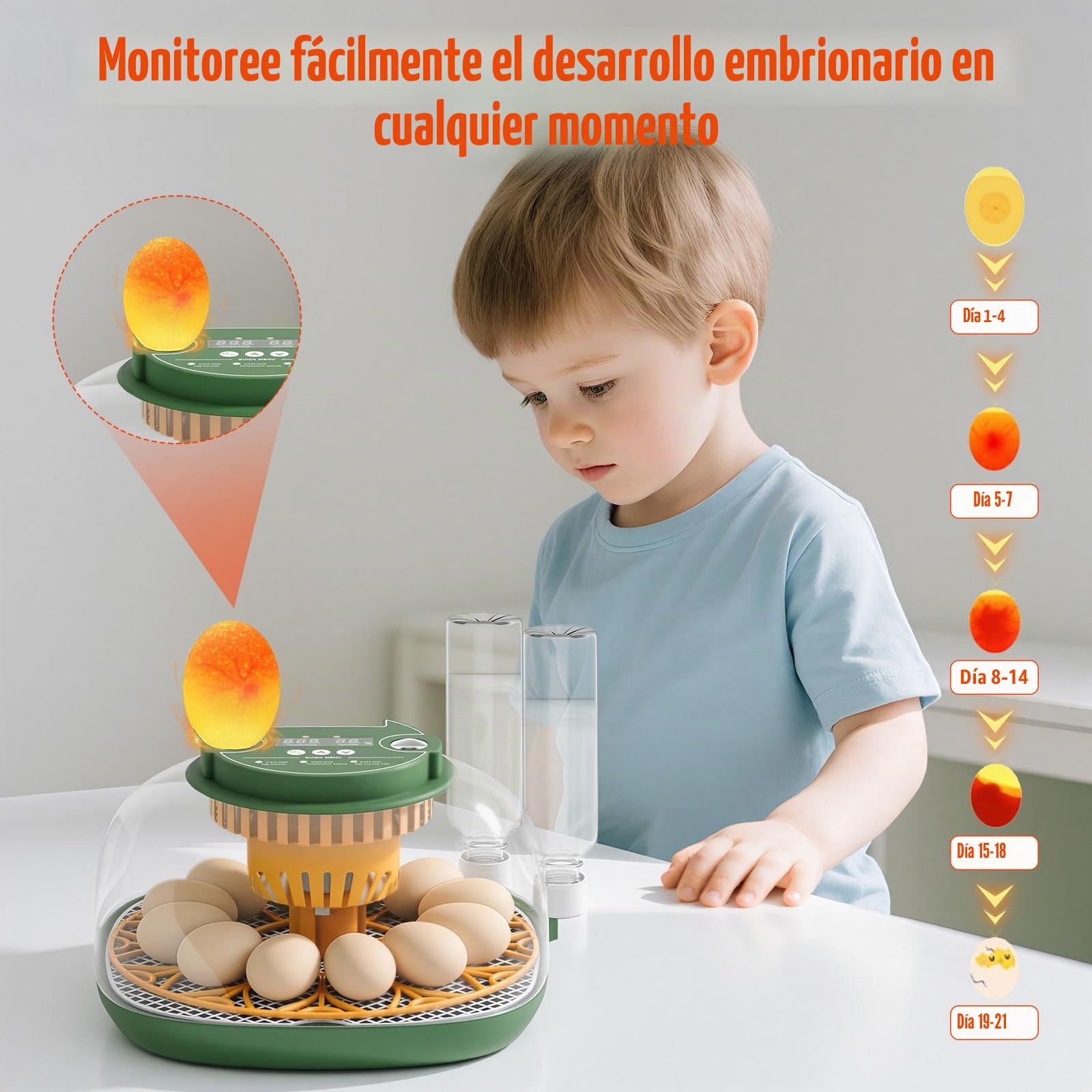 Incubadora Huevos Gallina, 12 Huevos, con Función Llenado Automático Agua, Volteo Automático Huevos, Control Temperatura y Humedad, Función Ovoscopía, para Gallinas, Codornices, Patos (A)