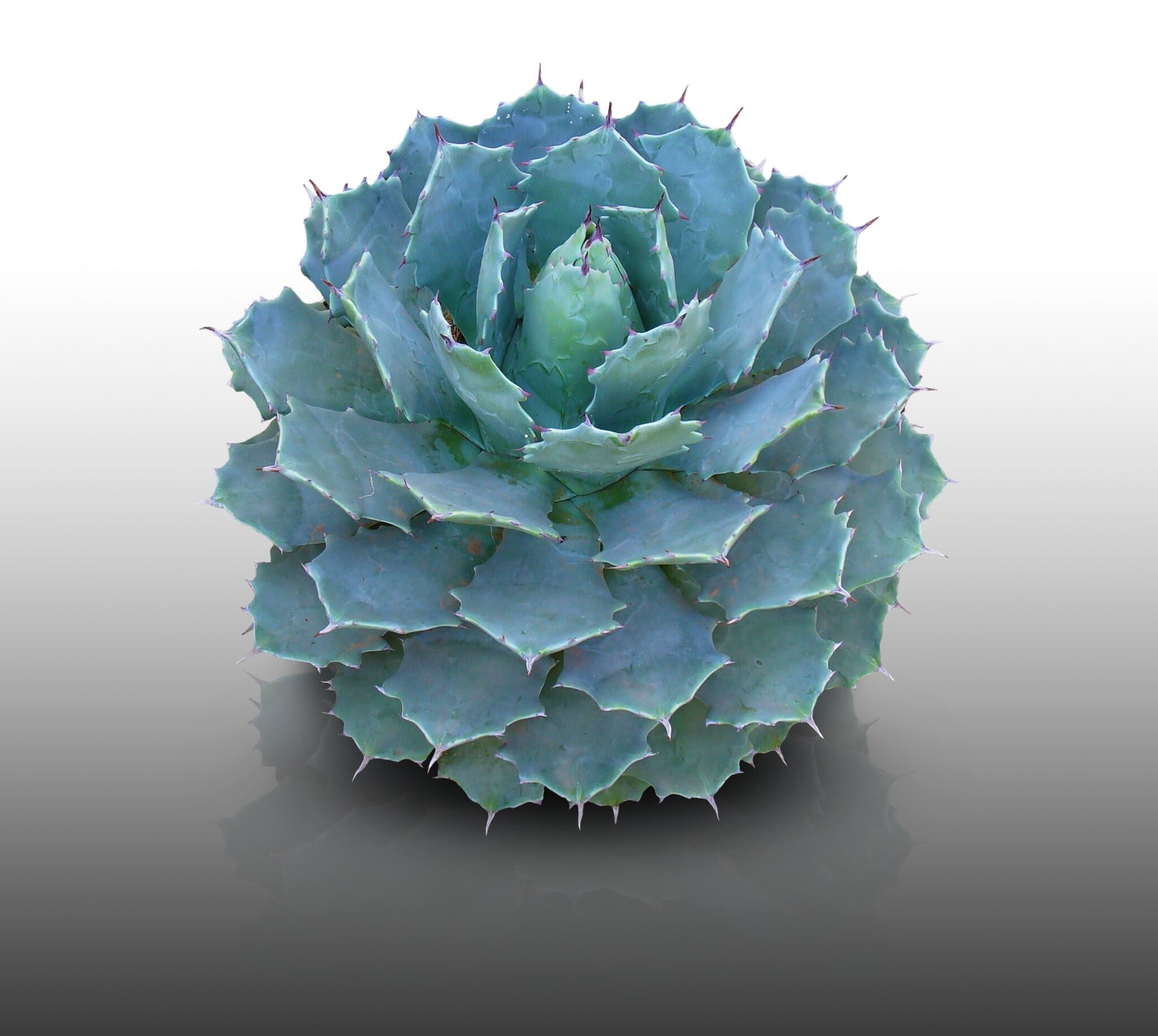 25 graines à semer - Le Grenier d'Abondance - AGAVE Potatorum - Plante Succulente