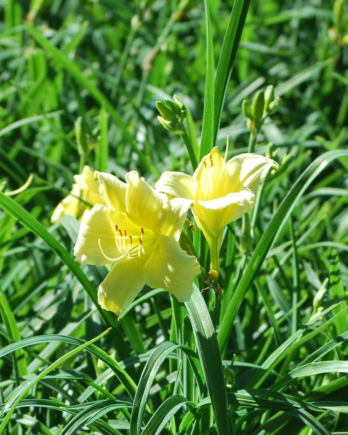 Perennial Farm Marketplace Hemerocallis 'Gail's Fragrant Treasure' (Daylily) Perennial, Size-#1 Container, Yellow Flowers