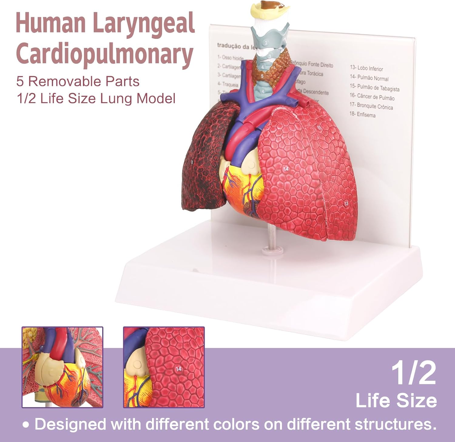 HADWYN Human Respiratory System model,anatomy models human body
