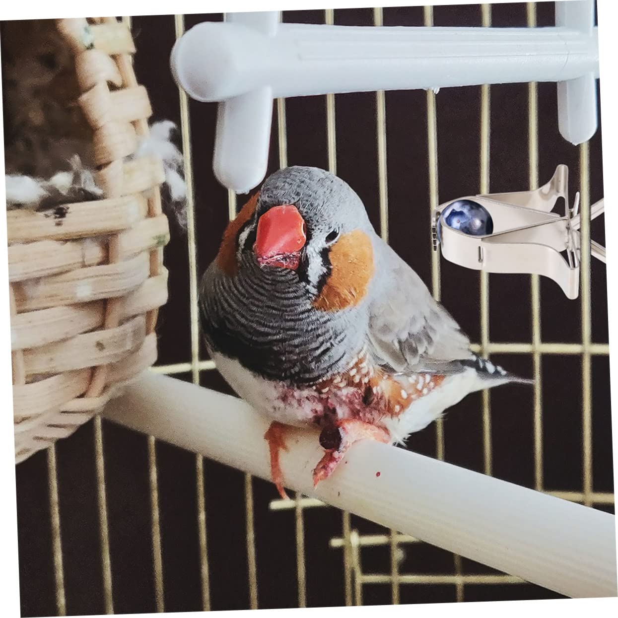 VANZACK 18 Pcs Porte-Fruits Légumes Oiseau Nourriture Isopode Pinces à Légumes Perroquet Os Câlin Pinces d'alimentation pour Oiseaux Os De Seiche pour Les Oiseaux Métal des Oiseaux