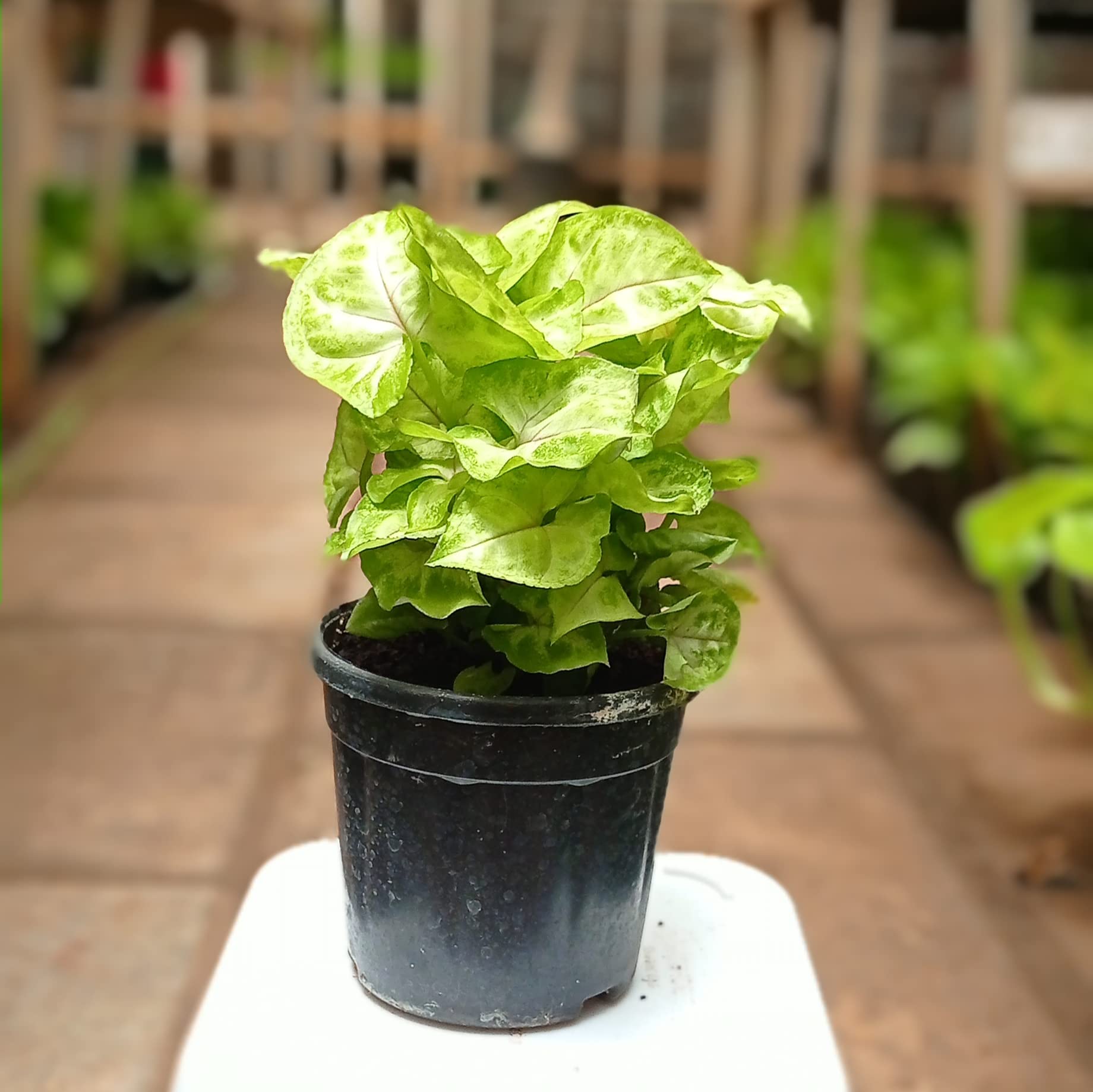 Root Bridges Mango Syngonium Plant (Pot Included)