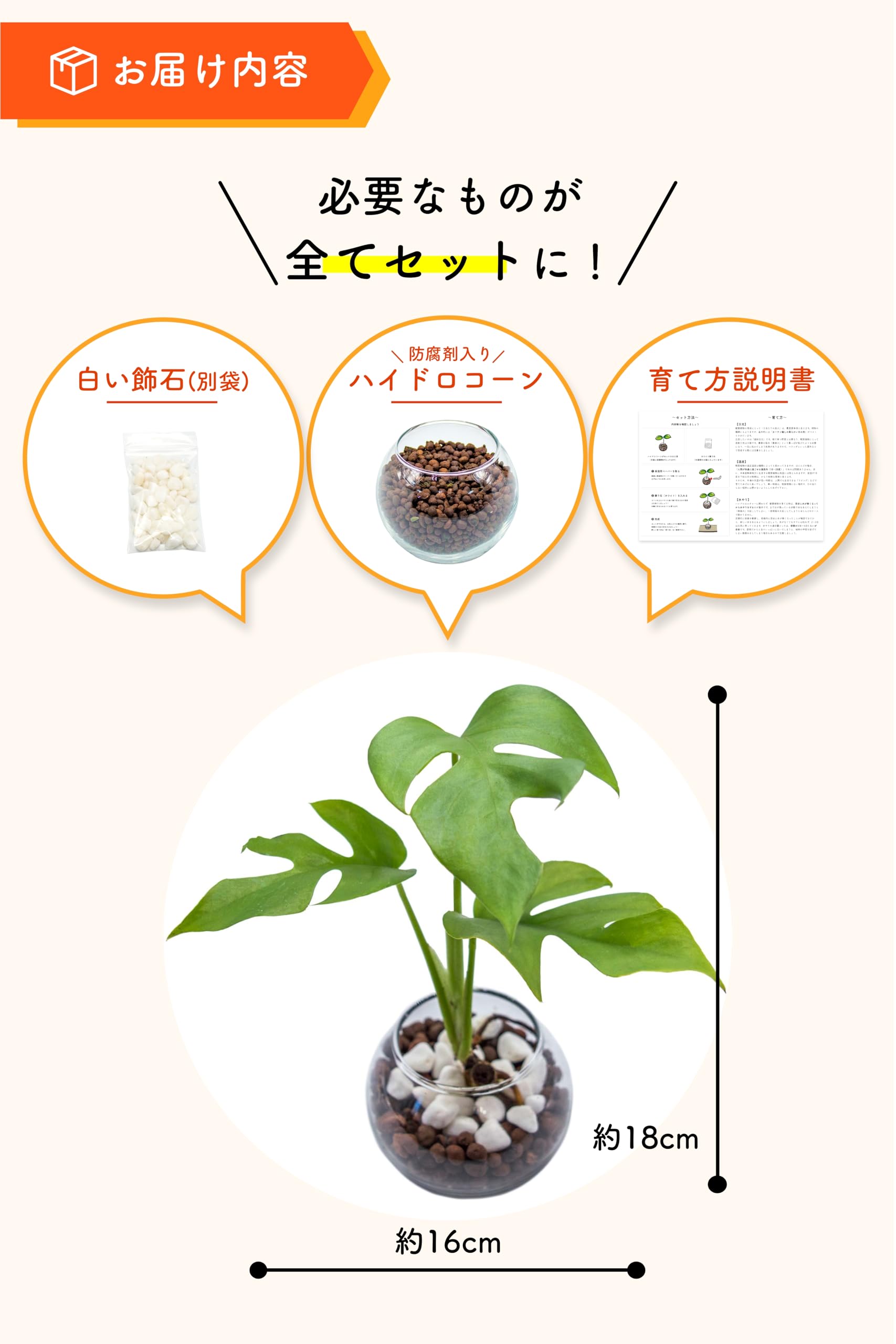 Amazon｜[ miipas ] モンステラ ハイドロカルチャー 観葉植物 本物