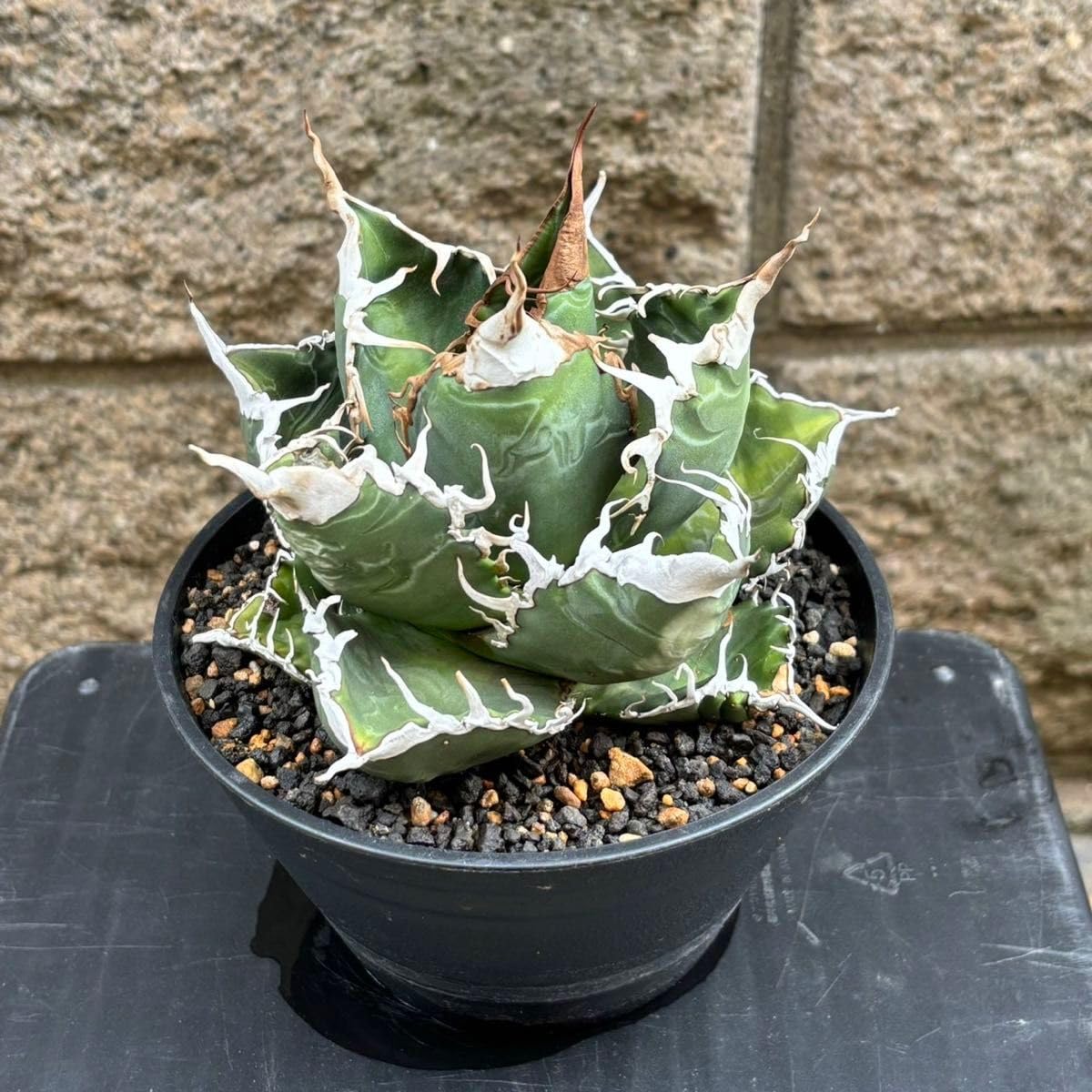 8 Agave super titanota アガベ スーパー チタノタ /CACTUS