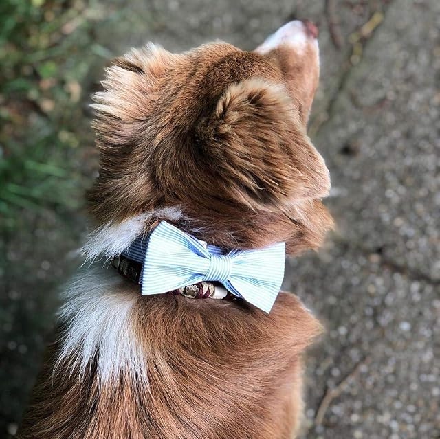 Foto 6 de 7 de Unique Style Paws Collar para perros, pajarita ajustable, collares o correas para perros y gatos, pequeño