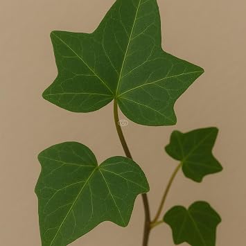 English Ivy, Flat of 18 Pots - 3 1/4 inch Square