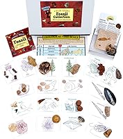 Vista 3 de DANCING BEAR Fossil Collection Set, 20 especímenes premium reales: trilobite, amonita, fósil de pez, diente de tiburón, madera petrificada, hueso