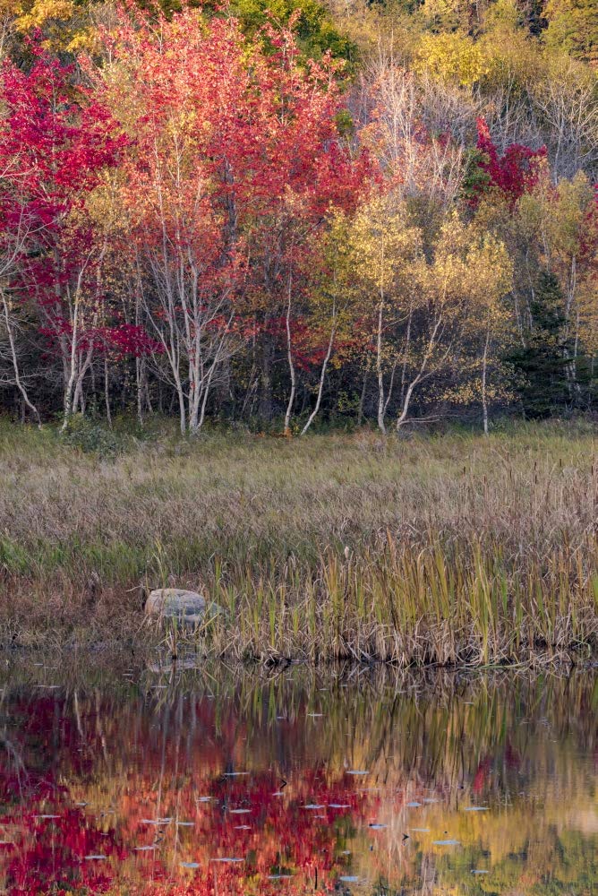 EE. UU., Maine. Lámina de otoño reflejada en un estanque, Acadia National Park. Póster impreso por Judith Zimmerman (24 x 36)