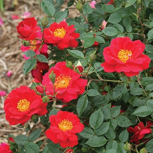 Urban Legend OSO Easy Rose - Maceta de 4" - Ganadores probados