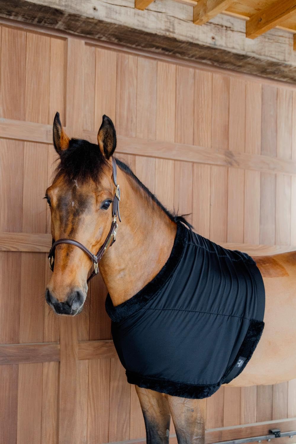 Kentucky - Brustschutz schwarz Size M