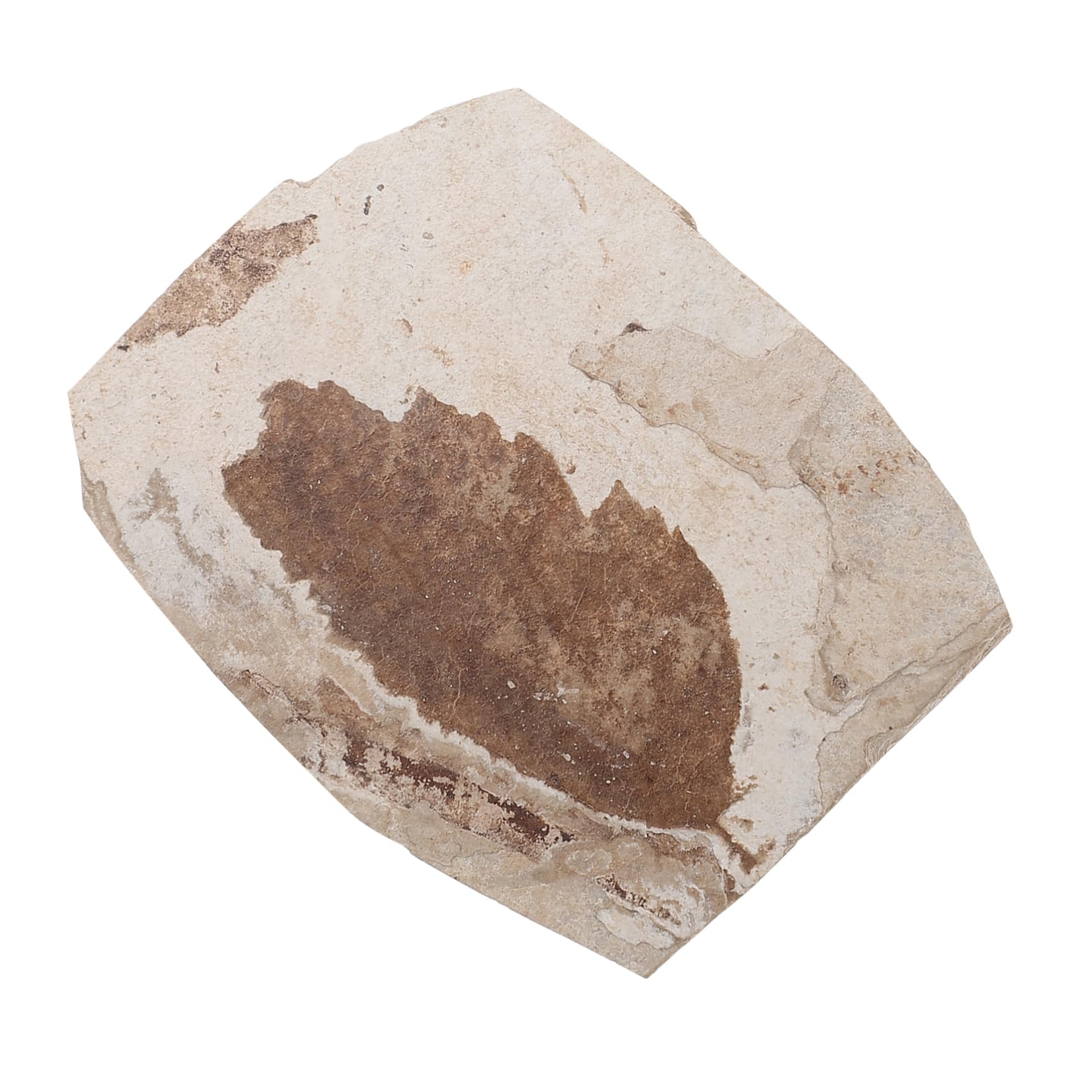 VICASKY Teaching Fossilized Leaf Specimen Collection Plants Education Decorative Random Style