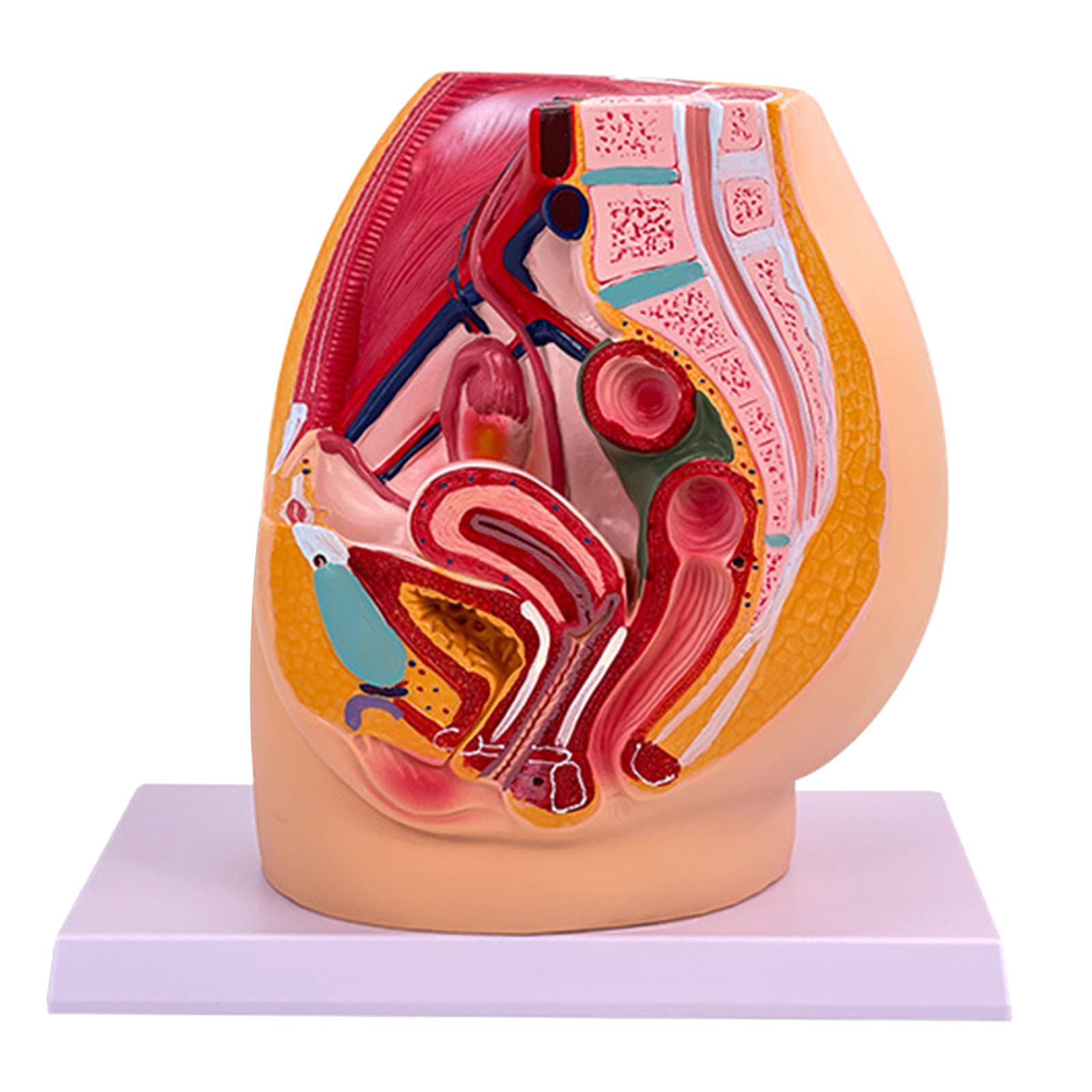 Gravidanza Femminile Modello di Anatomia Pelvica Anatomica Femminile Cavità Pelvica per Allenamento Ostetrico Impostazioni Cliniche Studio Anatomico