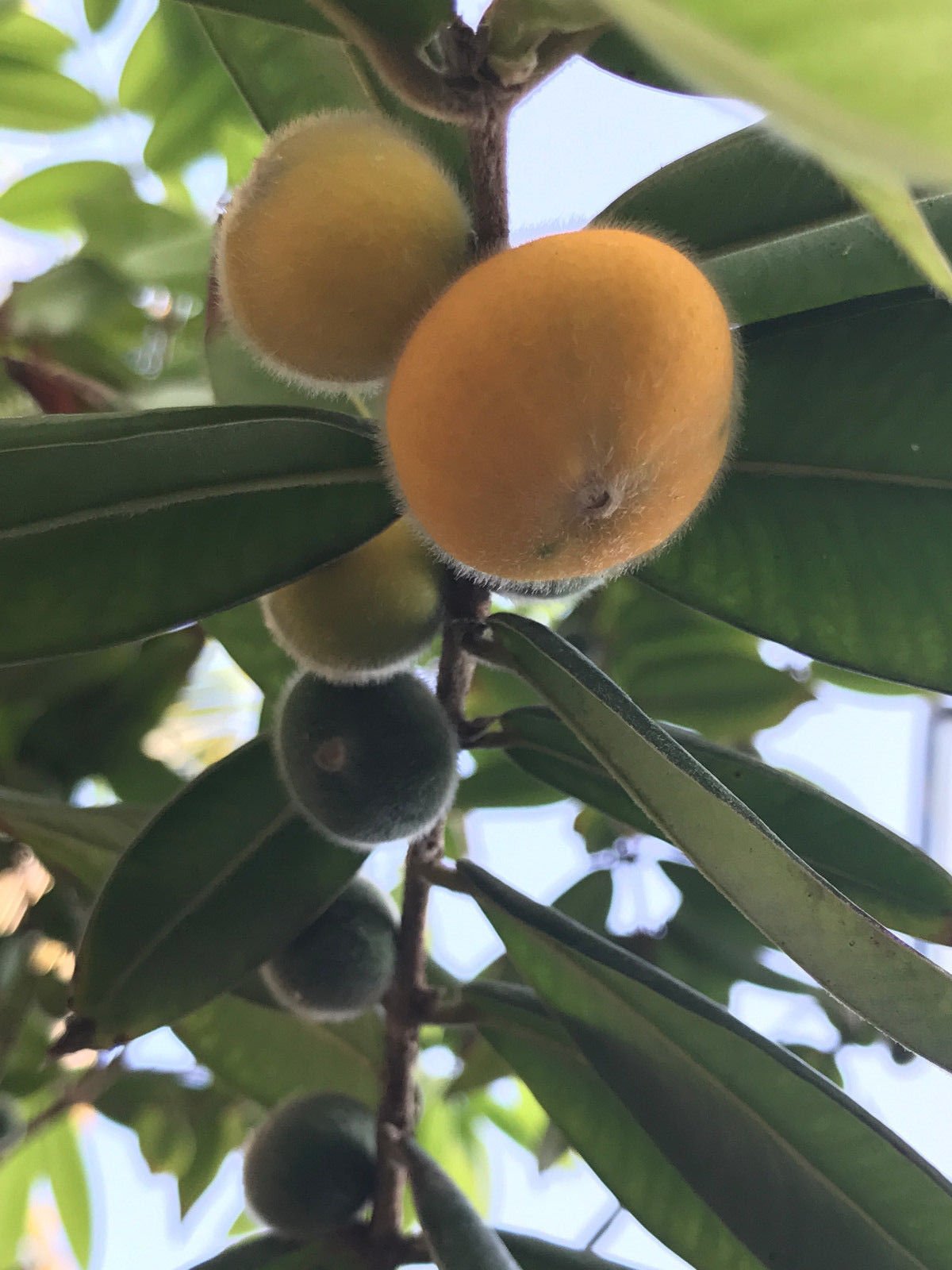 Amazon.com: 黃色Jaboticaba Cabelluda Myrciaria Glazioviana Plinia