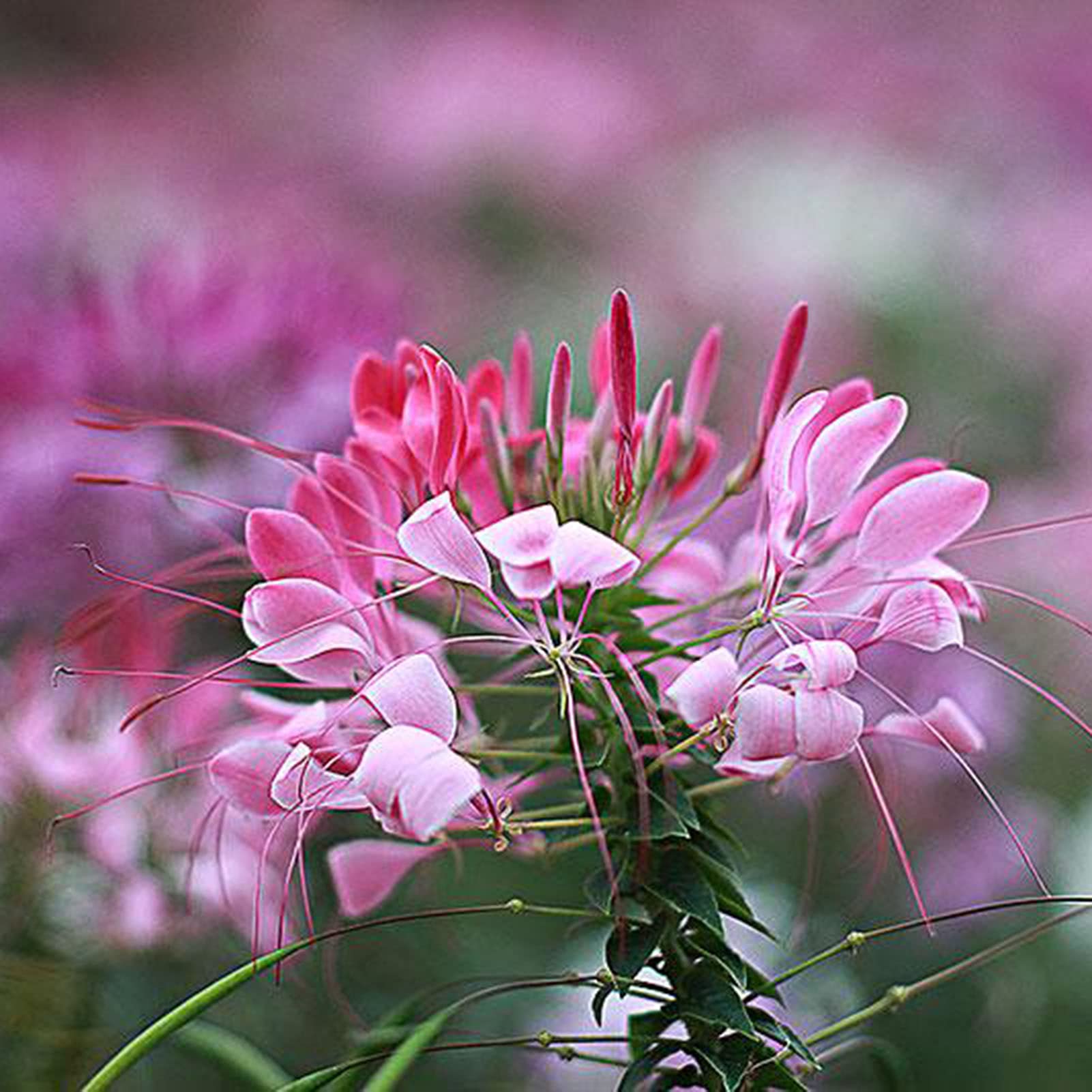 1 bagProlific Natural Small Easy to Germinate Cleome Spinosafor Home/Garden/Outdoor/Yard/Farm Planting - Cleome spinosa