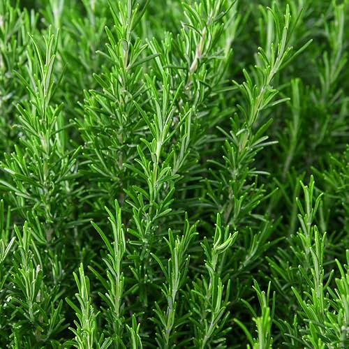 Miniatura 3 de 02 plantas de romero vivas, de 4 a 7 pulgadas de alto, plantas de romero vivas para jardinería de interior al aire libre, planta viva de romero