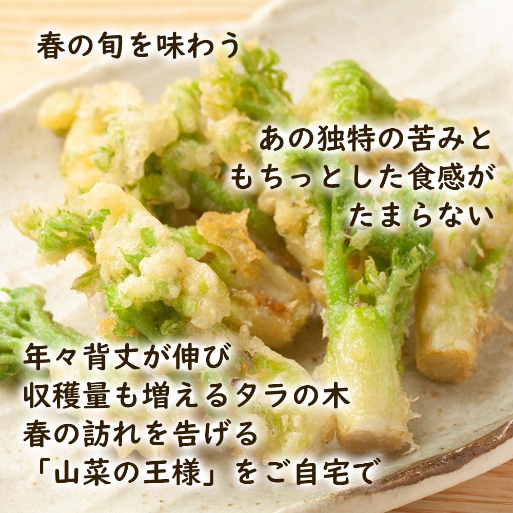 ✡現品販売✡ 超特大苗木 2年物 熊本県 阿蘇産 棘なしタラの根 苗木