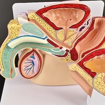 Mesane Karın Modeli - İnsan Organı Anatomik Modeli İnsan Karın Boşluğu, Mesane ve Prostat Modeli - Çalışma Öğretim Ekranı, Erkek Mesane