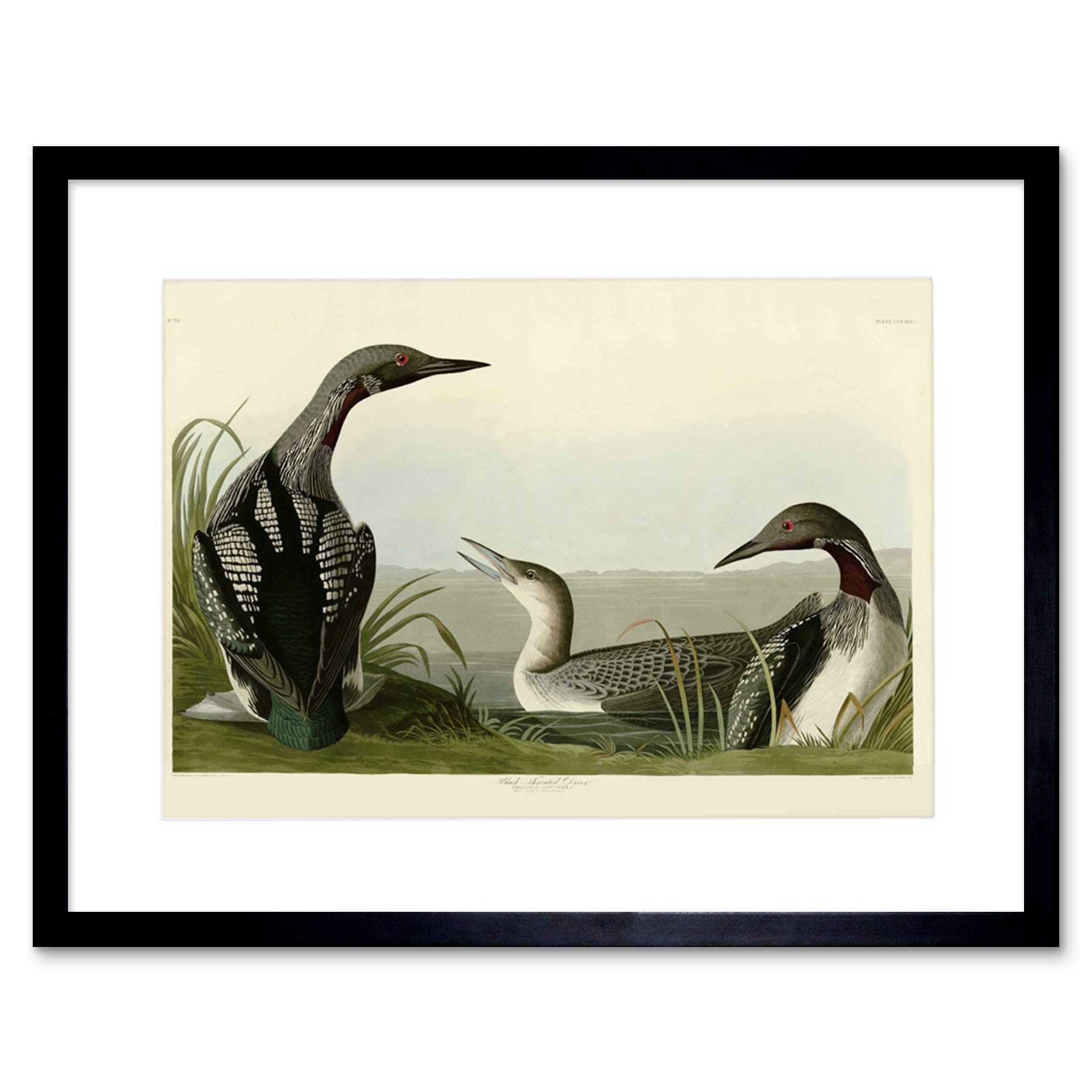 Wee Blue Coo BIRDS AMERICA AUDUBON BLACK THROAT DIVER BLACK FRAMED ART PRINT PICTURE B12X3815