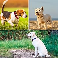 Vista 7 de Taglory Collar reflectante para perro con hebilla de bloqueo de seguridad, collar acolchado de neopreno suave para perros medianos, anillo en D