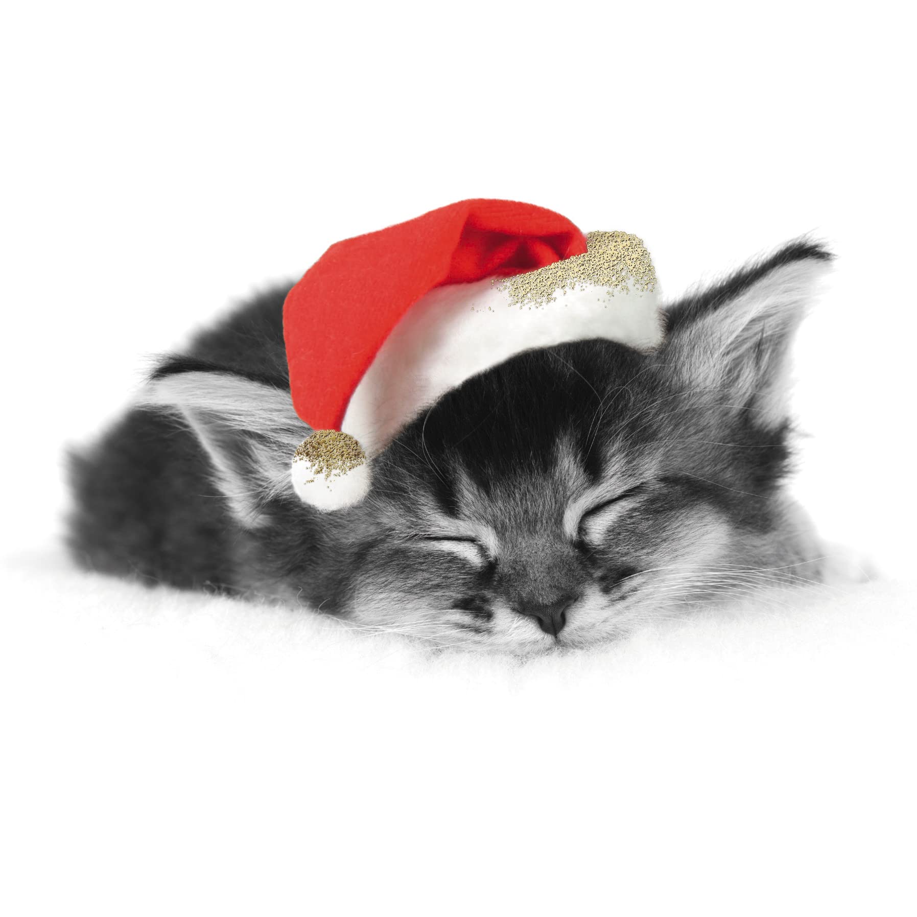 Box of 16 Puppy & Kitten Photographic Christmas Cards In 2 Designs Boxed Xmas XLDB0081, 15cm x 15cm - Image 2