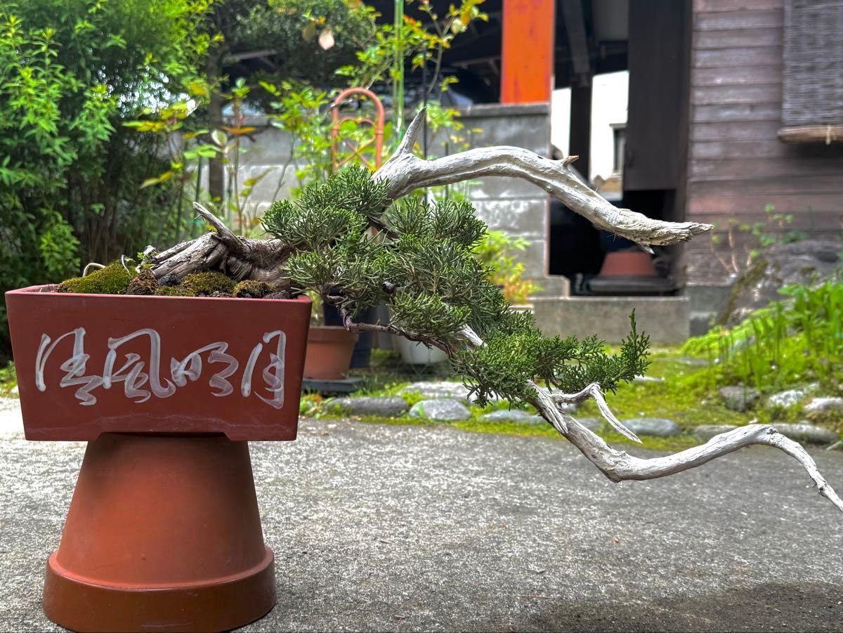 Amazon.co.jp: 盆栽 真柏 懸崖 神 舎利 : ホビー