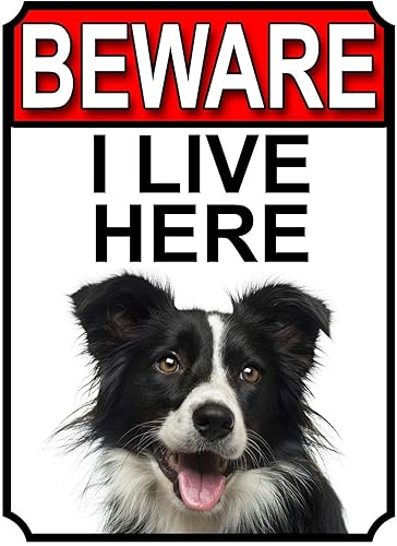 Fanzi Letrero de metal de hojalata  Border Collie Dog Raza signos Beware I Live Here 8 x 12 pulgadas valla de jardín disponible en Yaxa Colombia