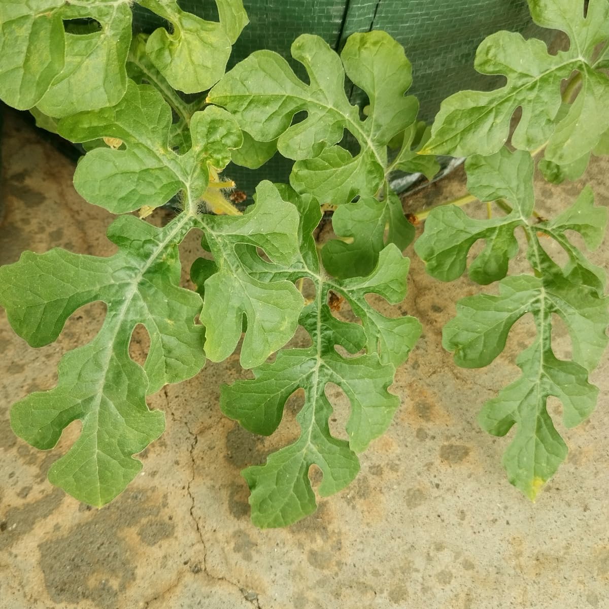 Arbuz 'Golden MIdget' (Citrullus lanatus) - ok. 5 nasion