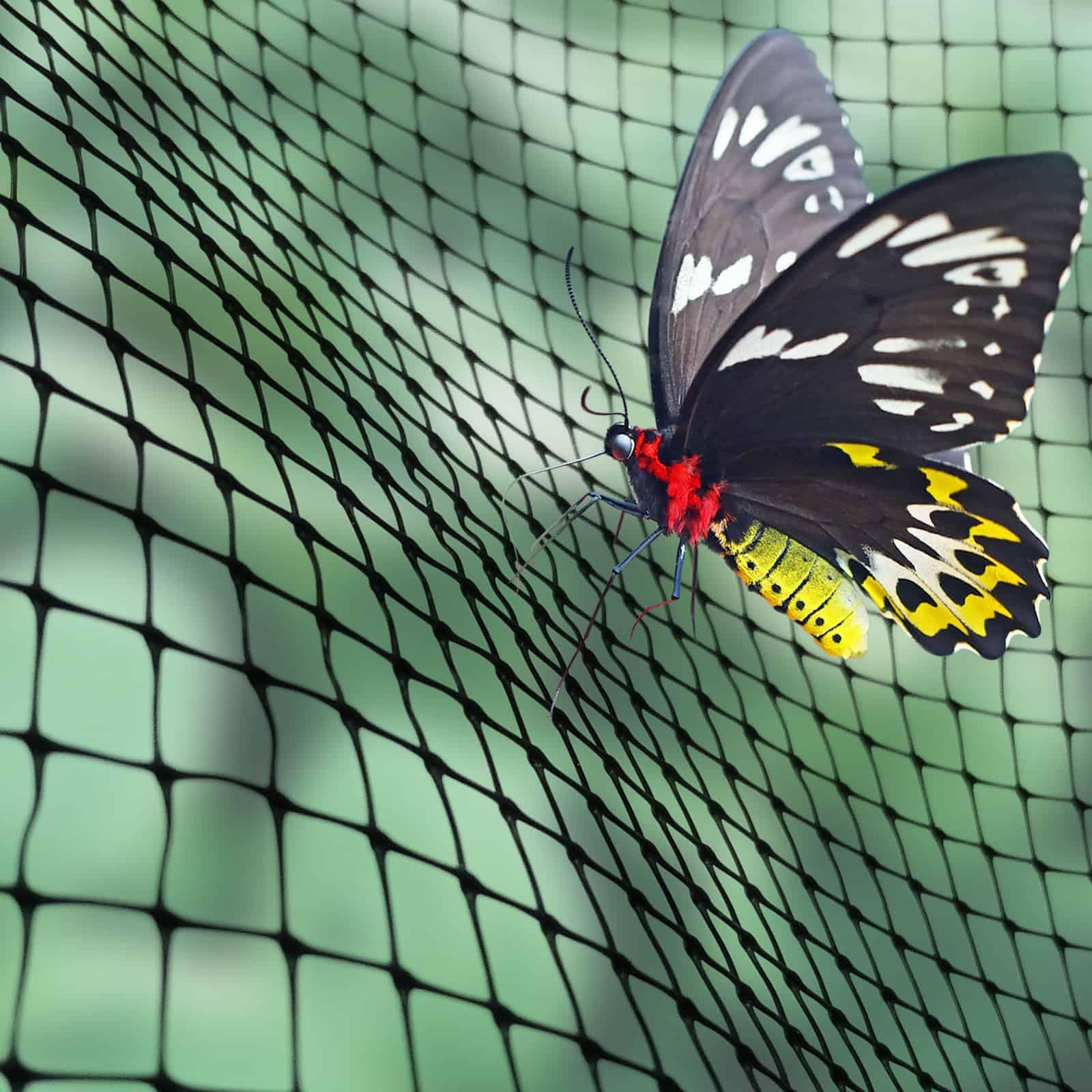 Elixir Gardens Butterfly & Insect Fruit Cage Netting | UV Resistant Plastic Fine Mesh Net for Vegetable, Flower & Plant Protection/Cover | 2m or 4m Wide | 1m - 150m Length (4m x 050m)