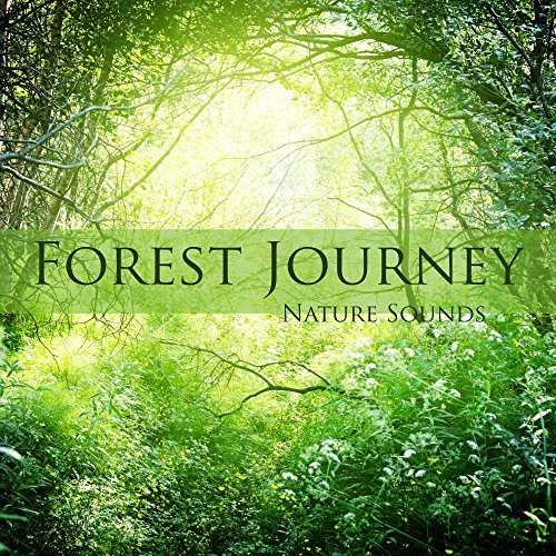 Crickets (Flute Music for Zen Meditation)