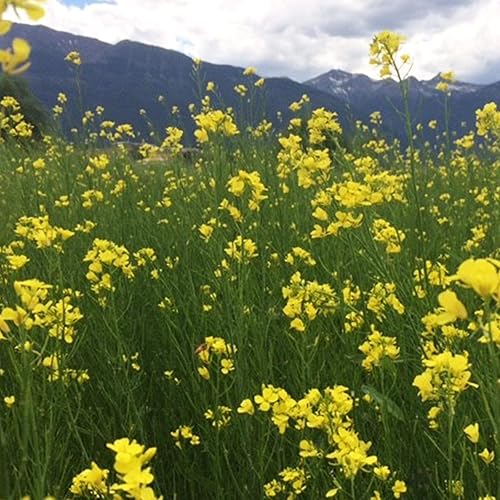 Kodiak Mustard Seeds by Mighty Mustard - 5 Lb -