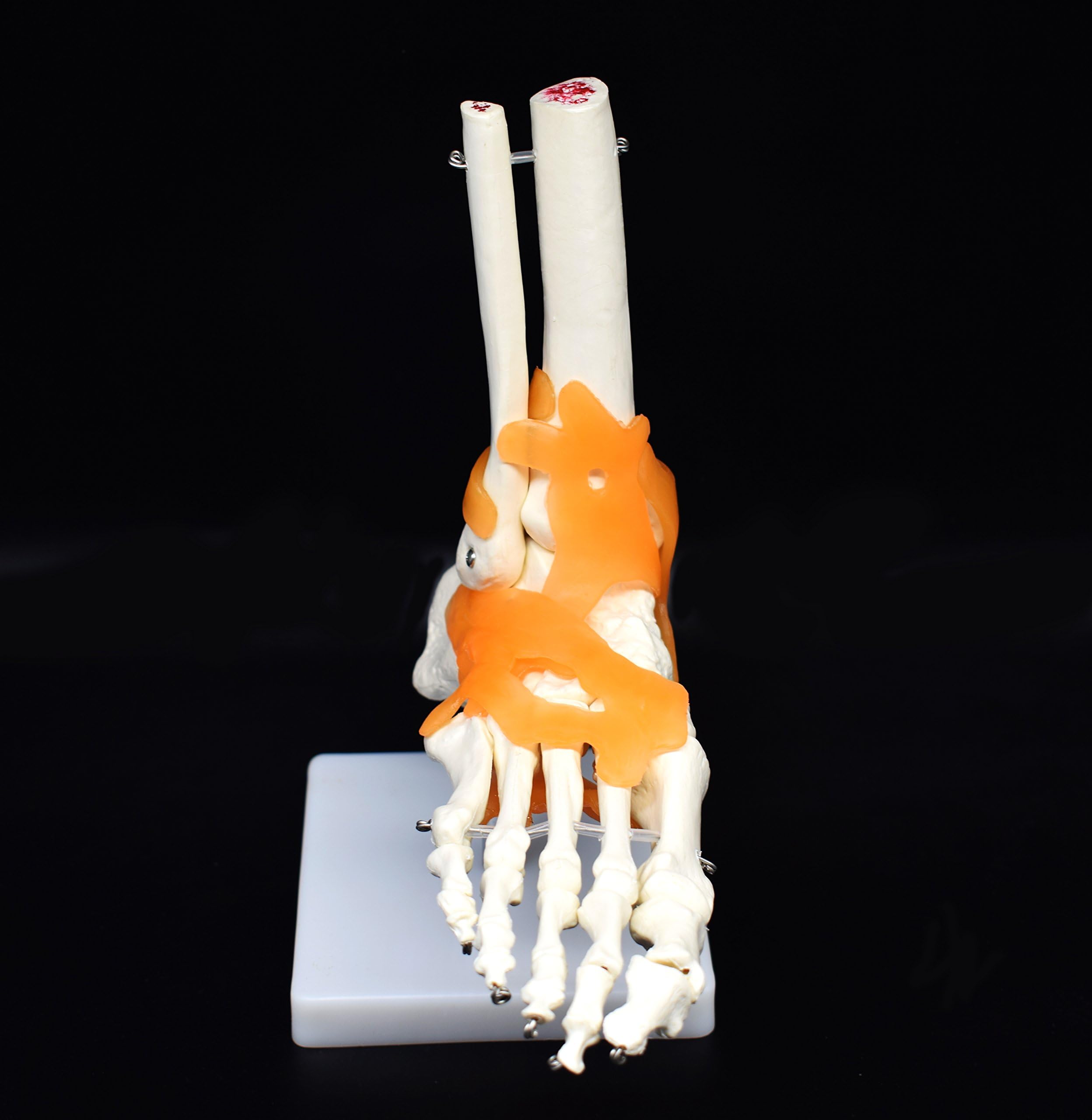 Human Foot Skeleton Model with Ligaments, Flexible, Anatomically Accurate Foot Skeleton Model Life Size Human Skeleton Anatomy for Science Classroom Study Display Teaching Medical Model
