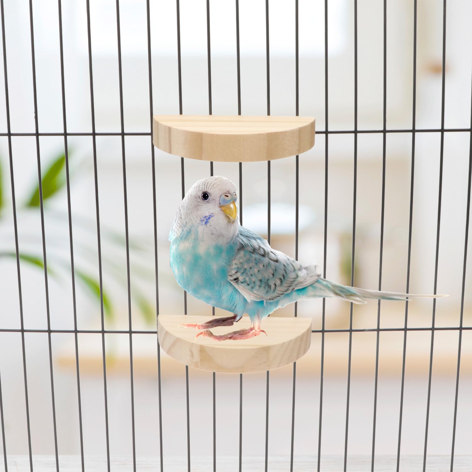 Vogel Sitzstange Aus Naturholz Mit Grobsand – Plattform Zum Krallenschleifen Für Papageien, Sittiche & Kleine Vögel (Größe C, Blau)