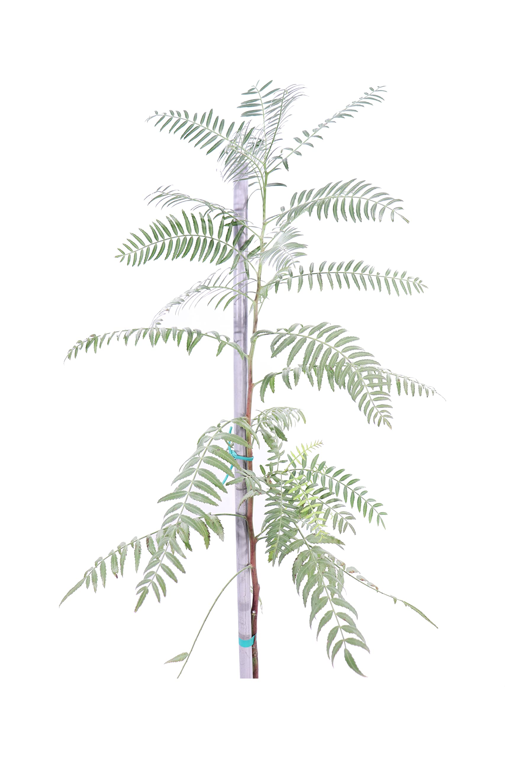 Pianta di Falso Pepe Albero di Schinus Molle pianta da esterno Albero ornamentale di Falso Pepe albero da giardino pianta vera venduta da eGarden.store